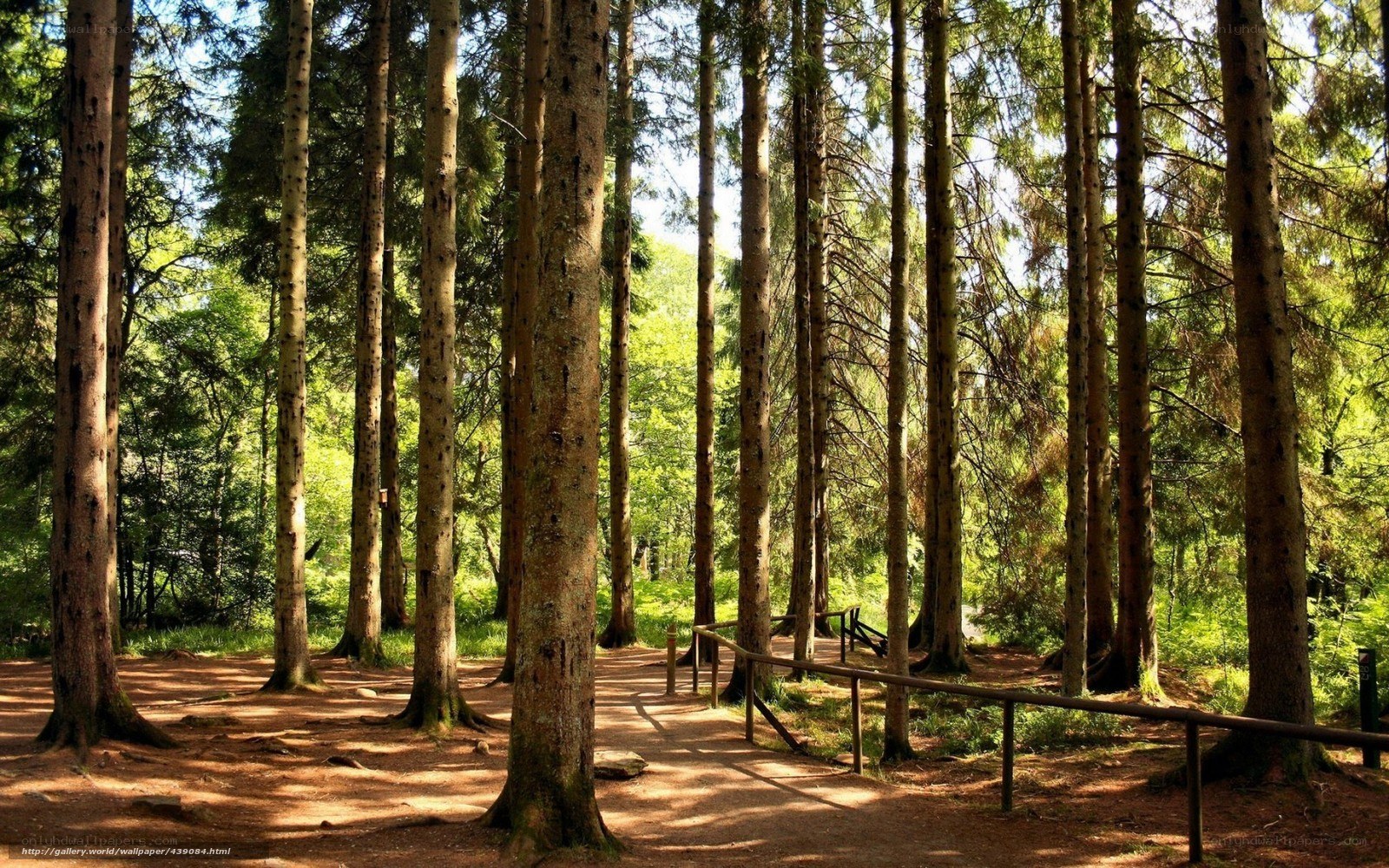 Sunlit forest path