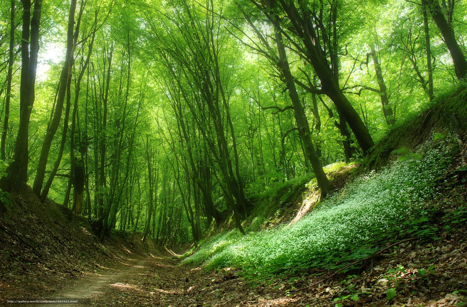 Sunlit forest path