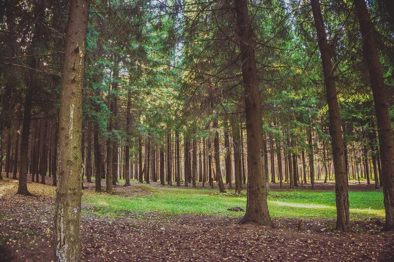 Sunlit forest path