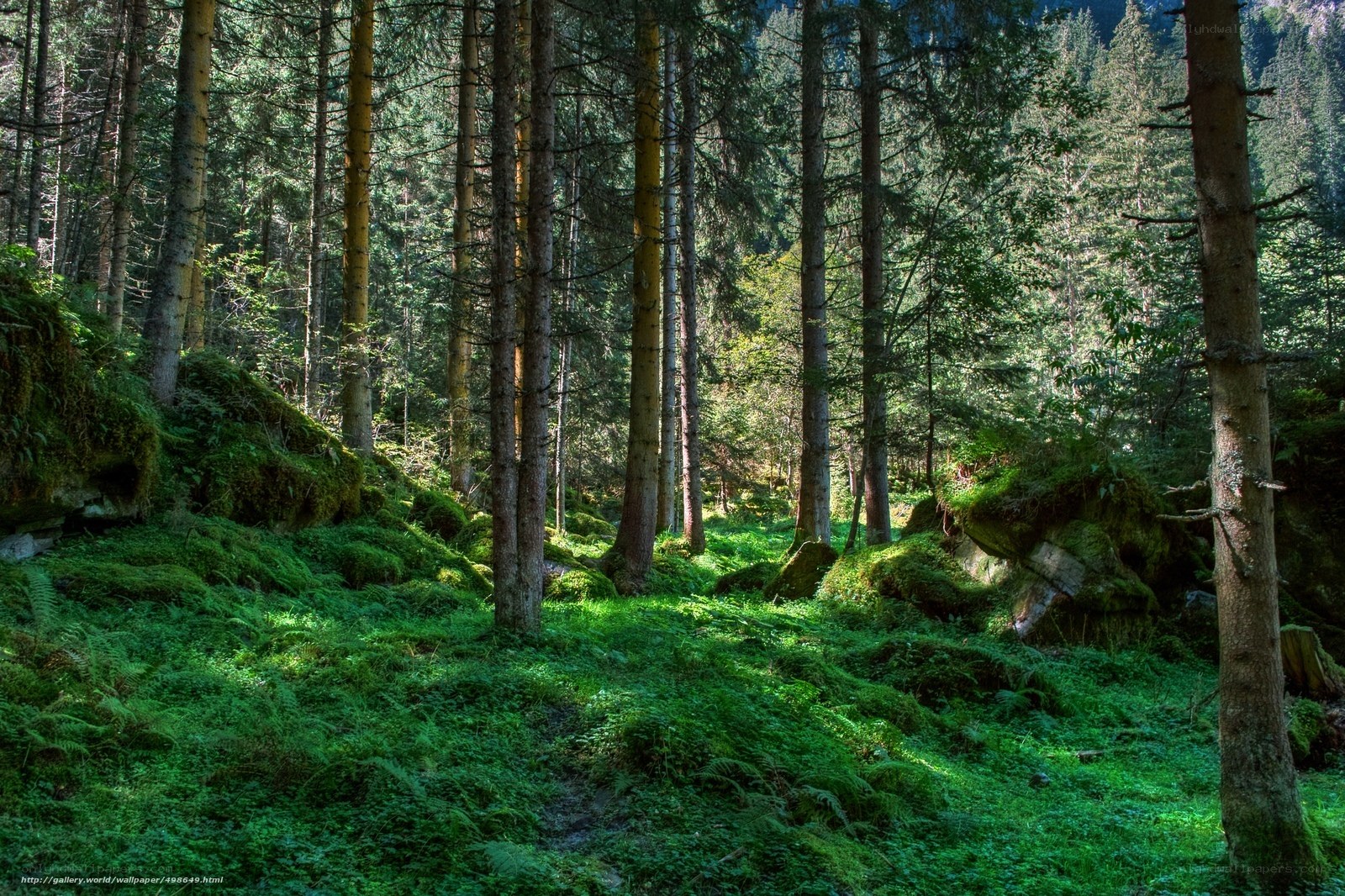 Sunlit forest path