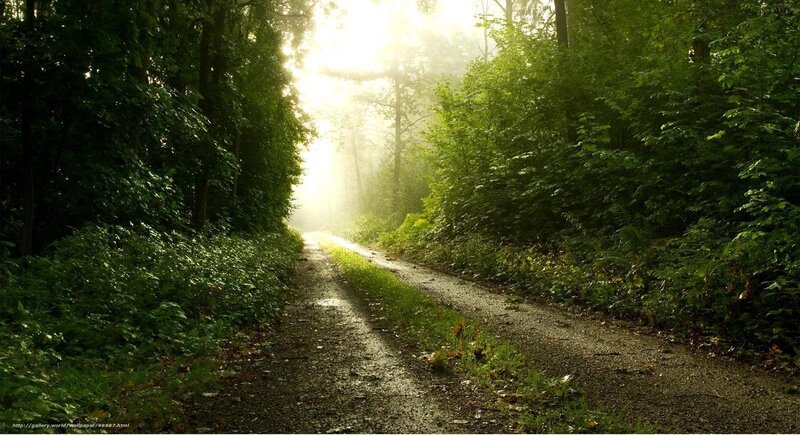 Sunlit forest path