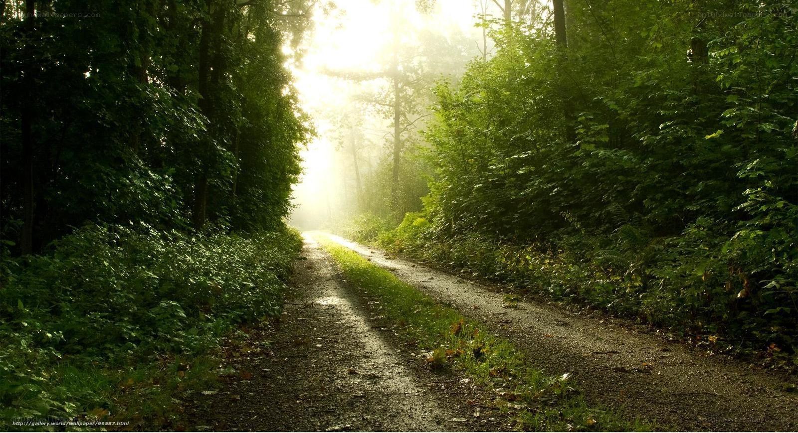 Sunlit forest path