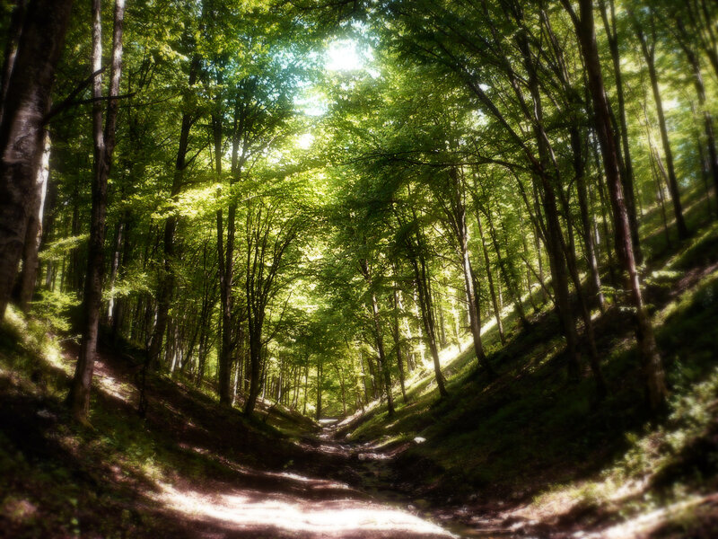 Sunlit forest path
