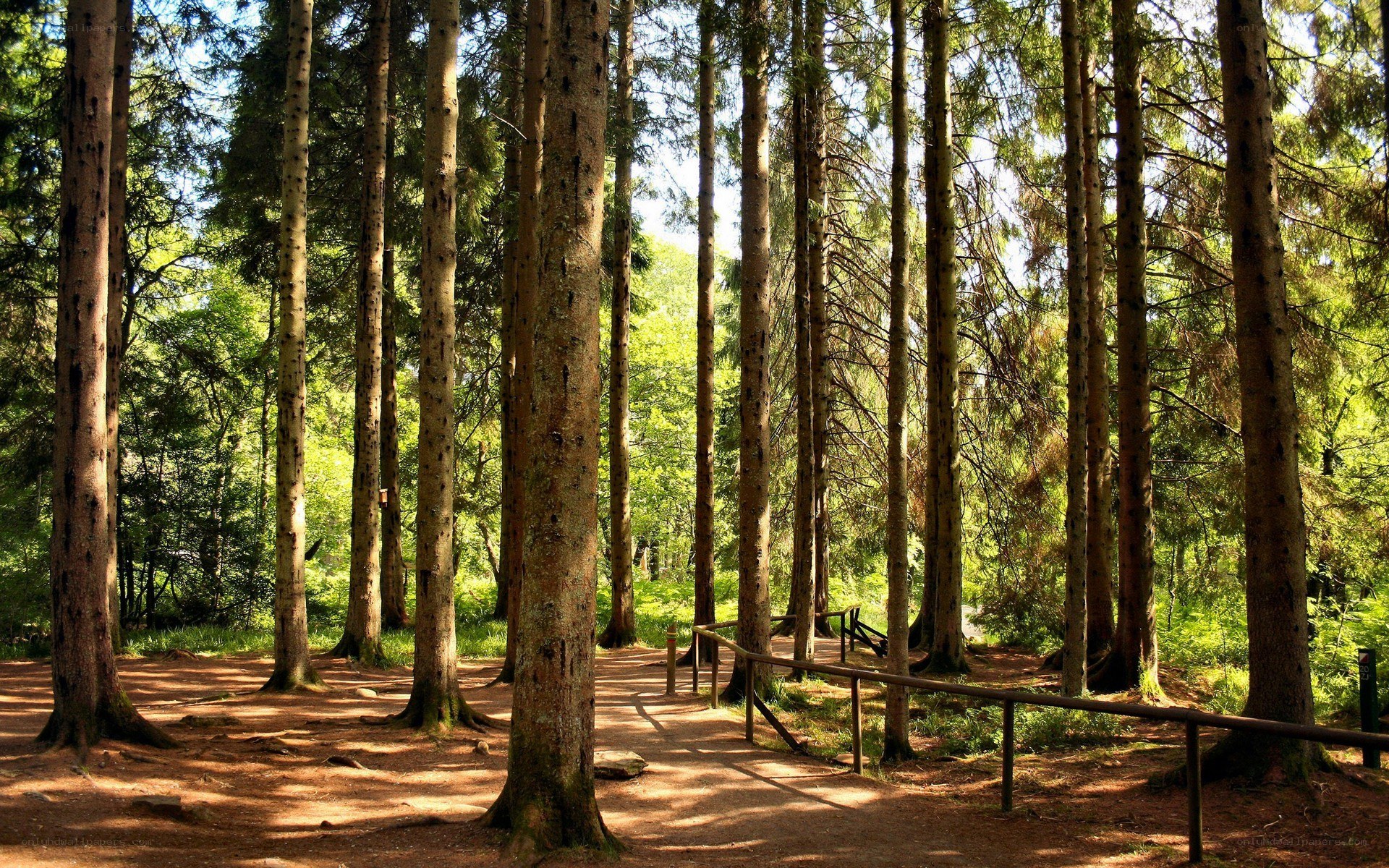 Sunlit forest path