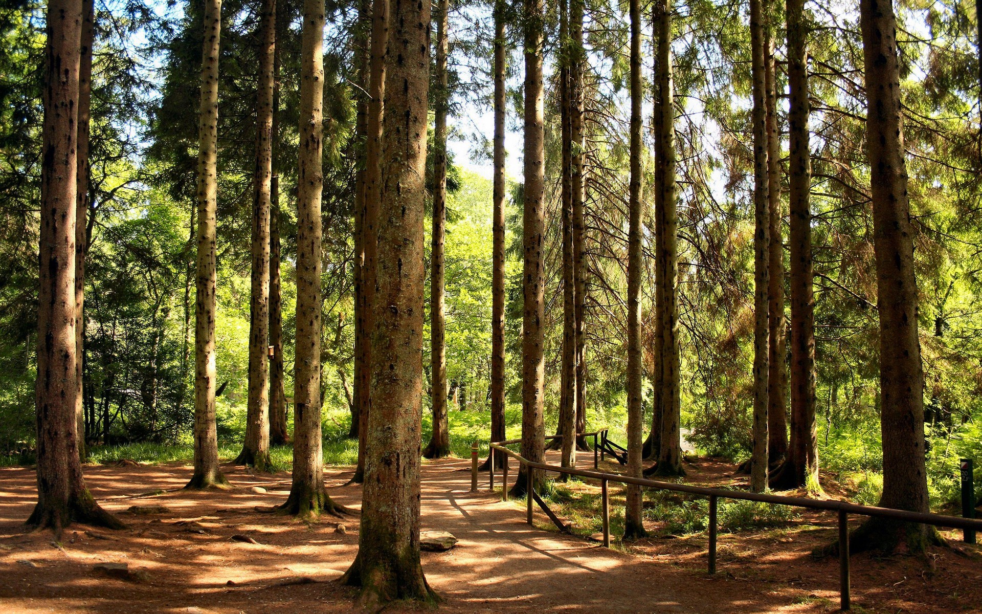 Sunlit forest path