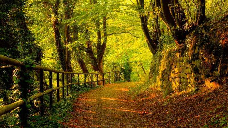 Sunlit forest path