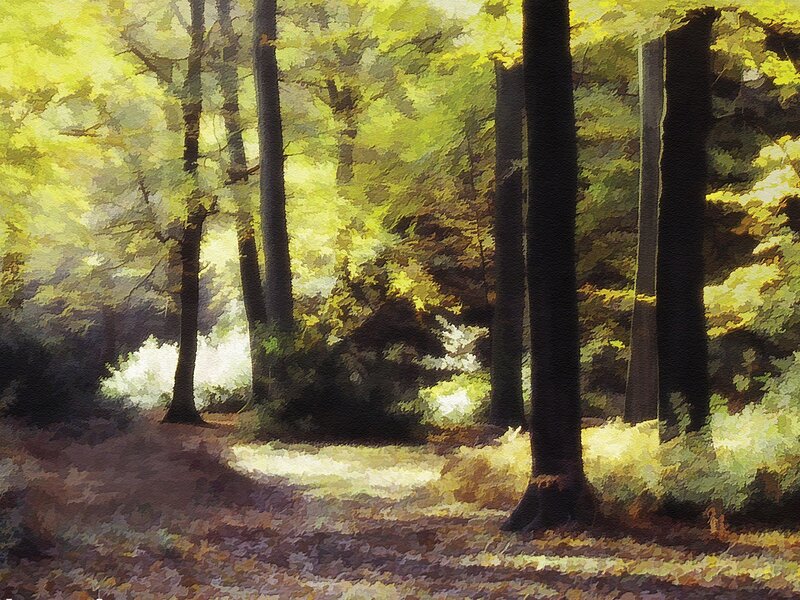 Sunlit forest path