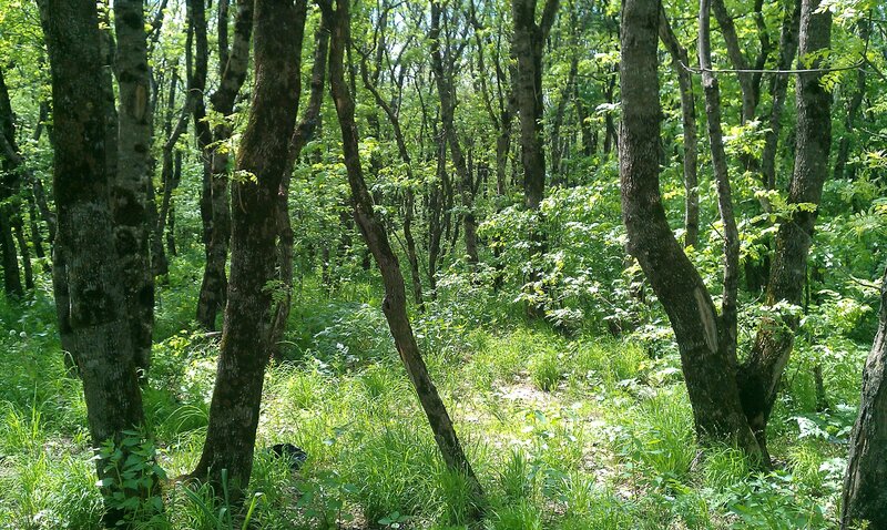 Sunlit forest path