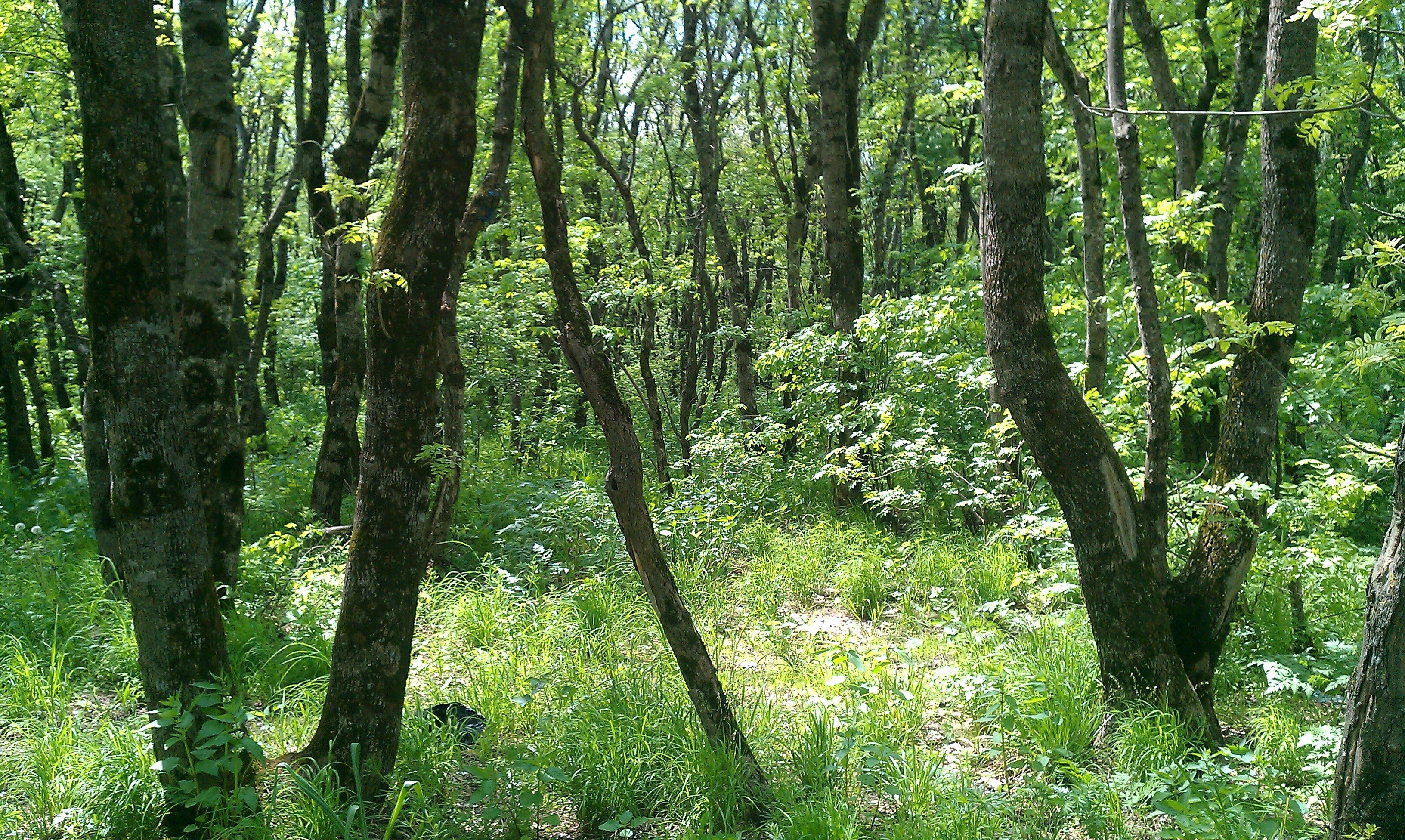 Sunlit forest path