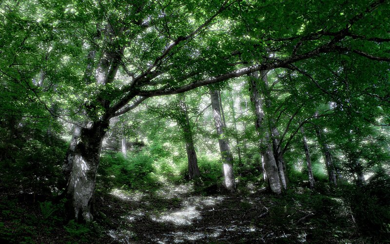 Sunlit forest path