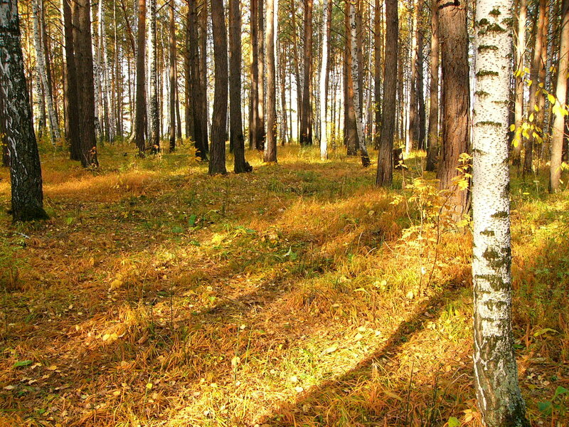 Sunlit forest path