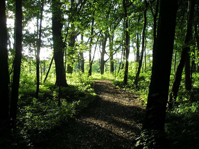 Sunlit forest path