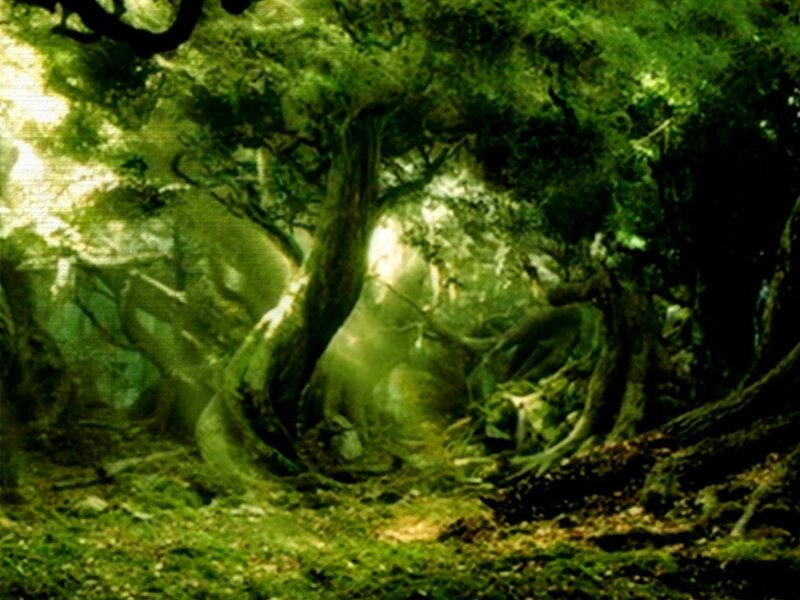 sunlit forest path