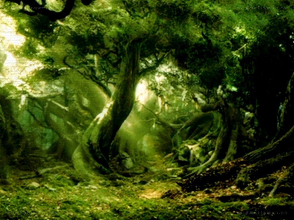 sunlit forest path