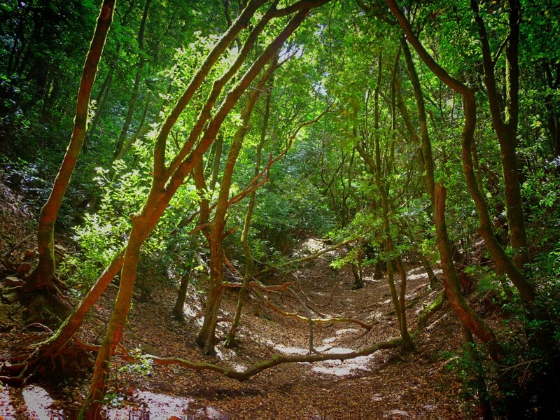 Sunlit forest path