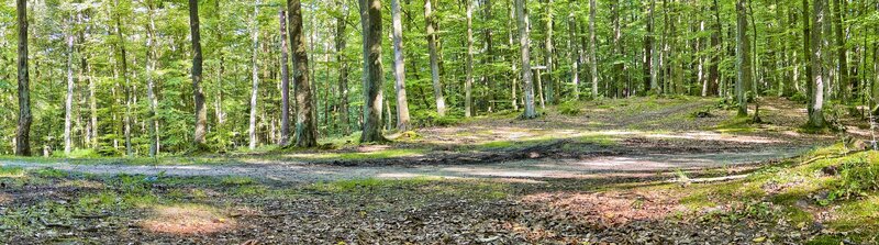 Sunlit forest path