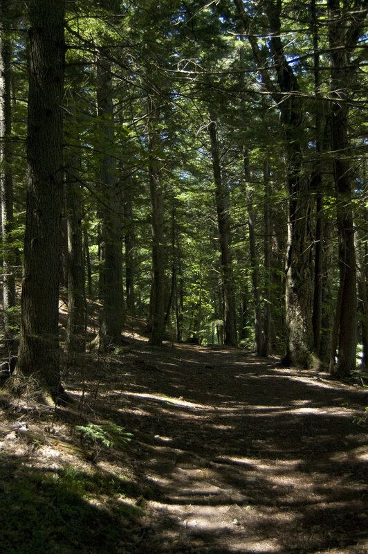 Sunlit forest path
