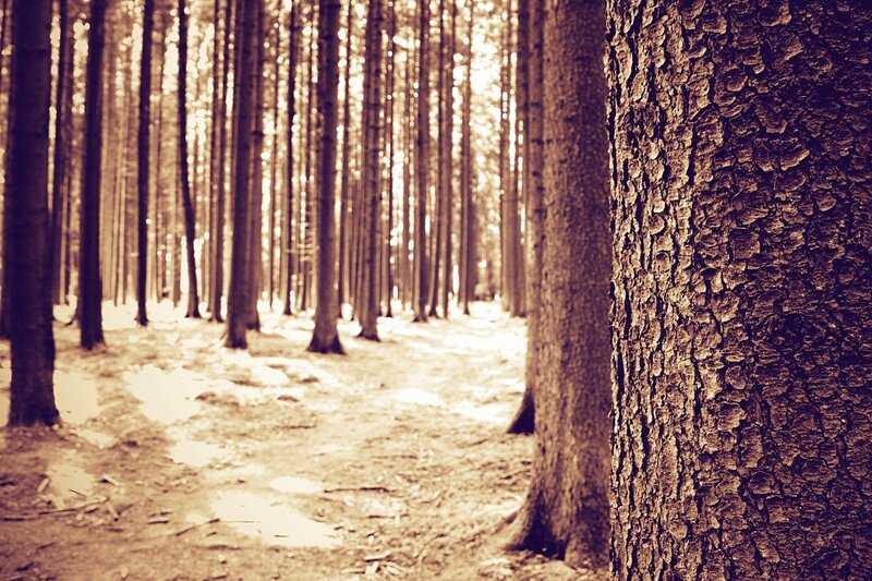 Sunlit forest path