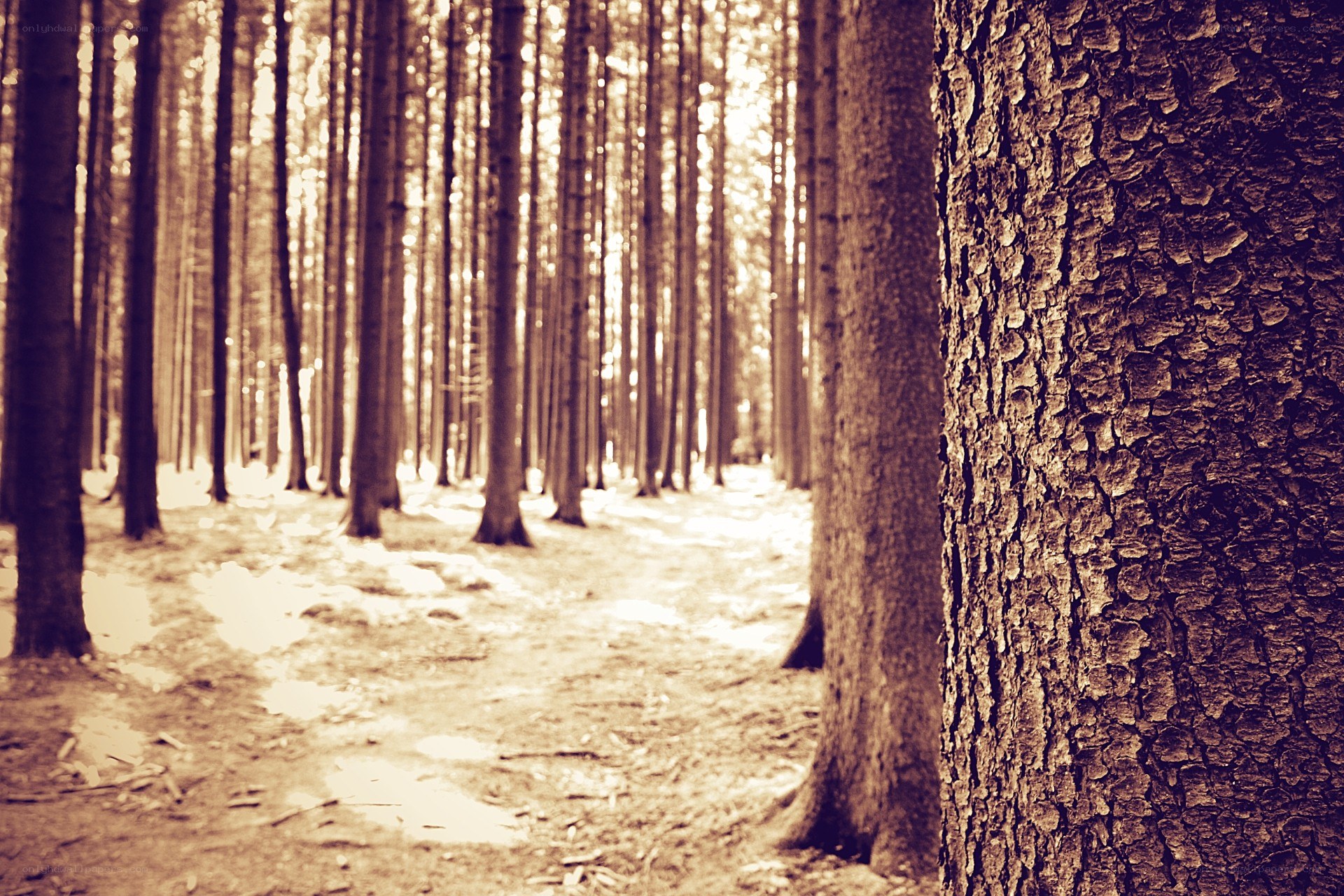 Sunlit forest path