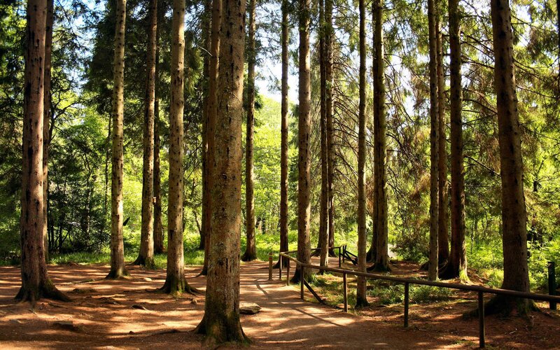 Sunlit forest path