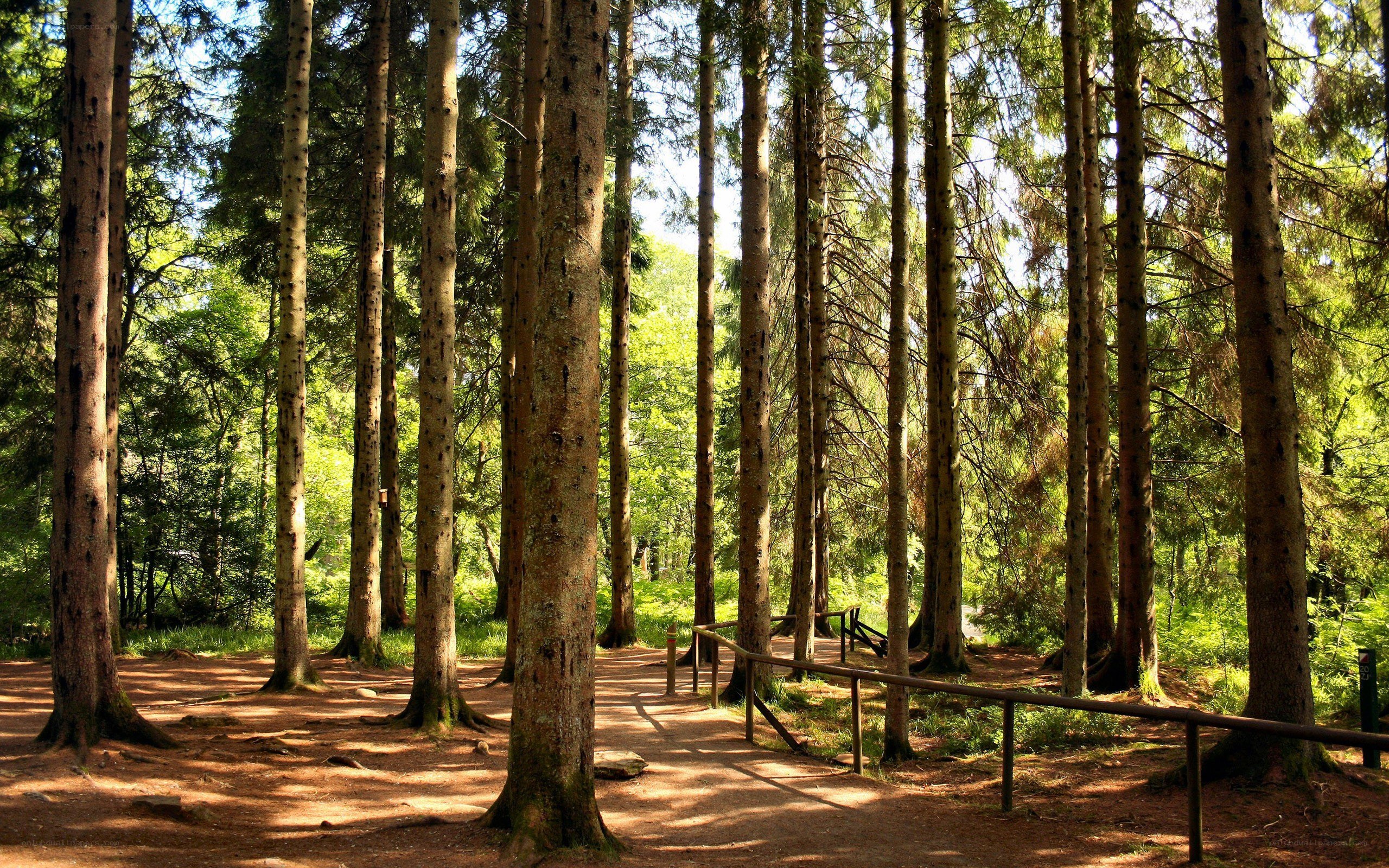 Sunlit forest path