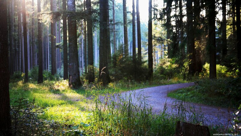 Sunlit forest path