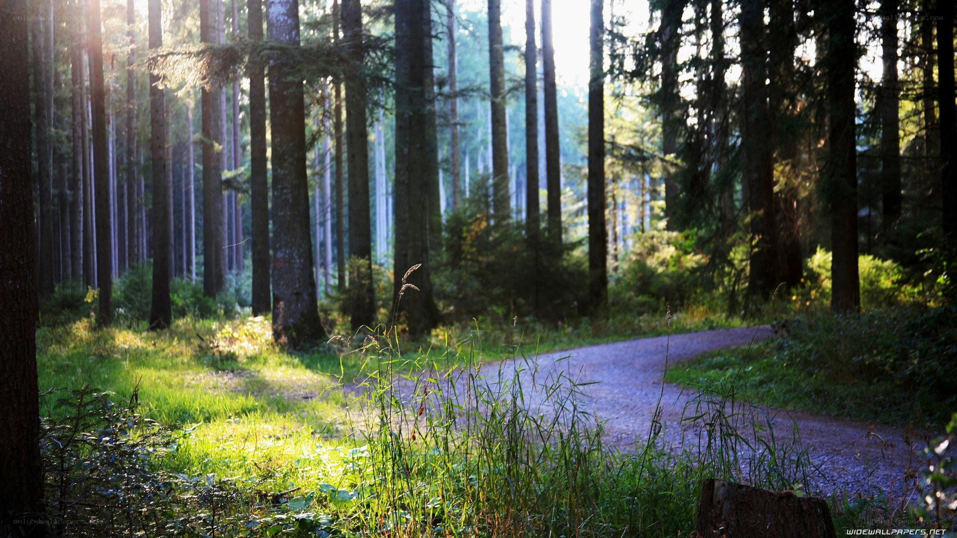 Sunlit forest path