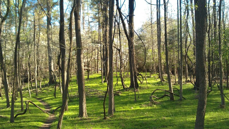Sunlit forest path