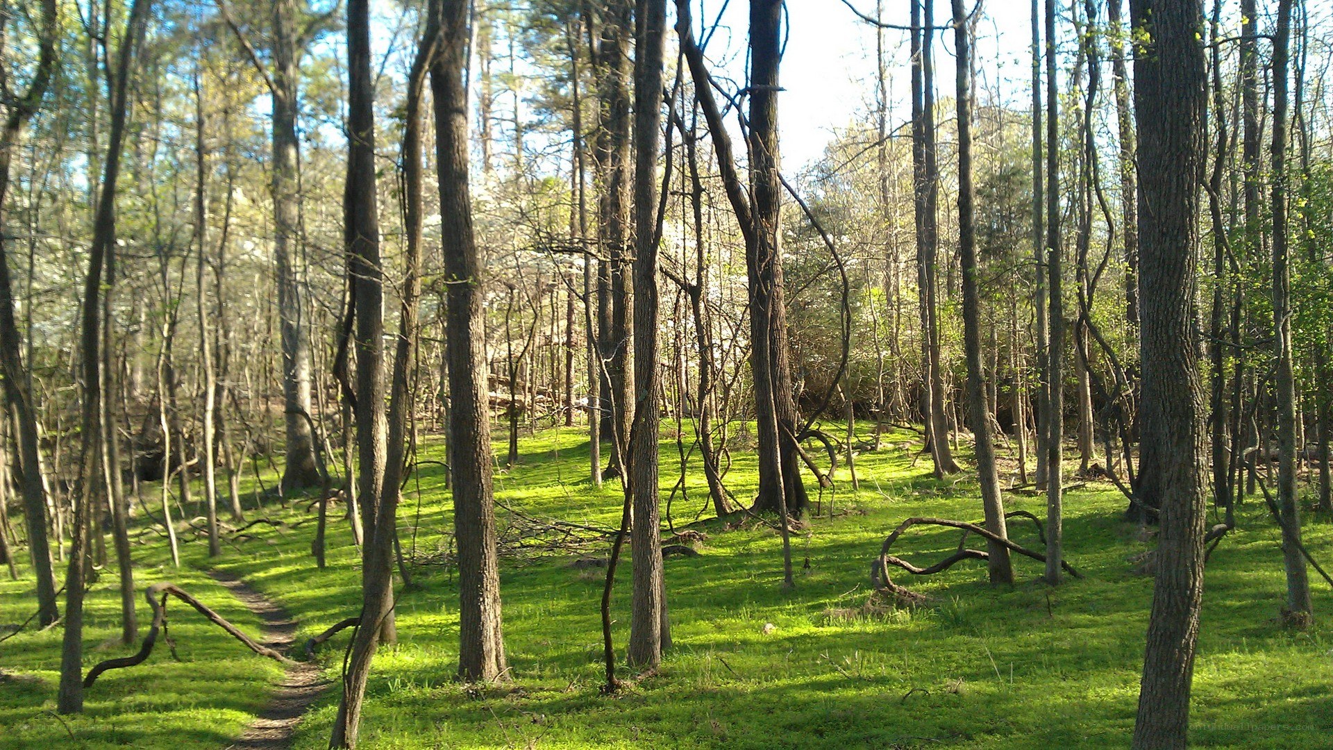 Sunlit forest path