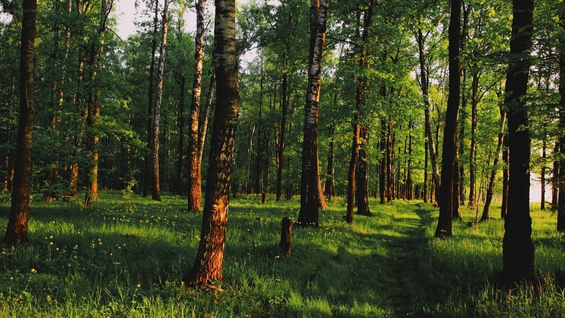 Sunlit forest path