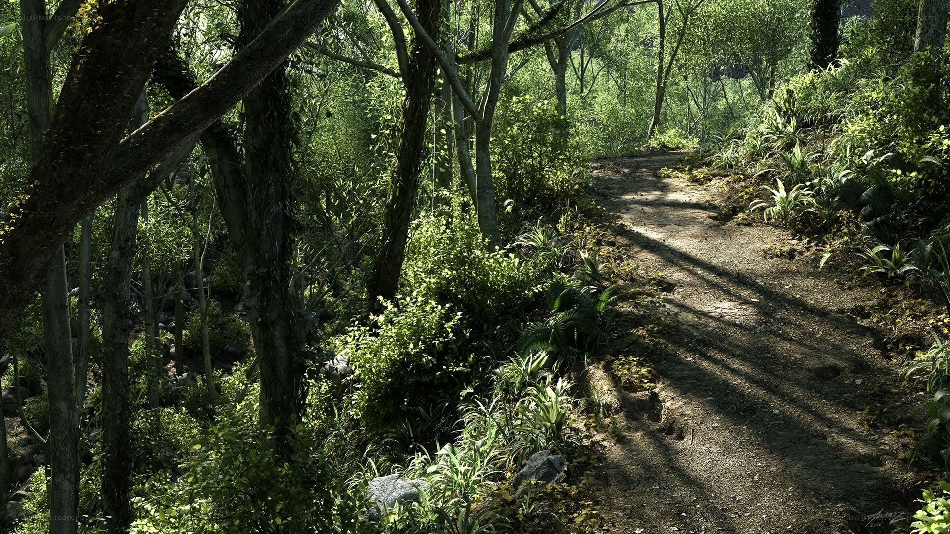 Sunlit forest path