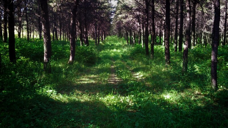 Sunlit forest path