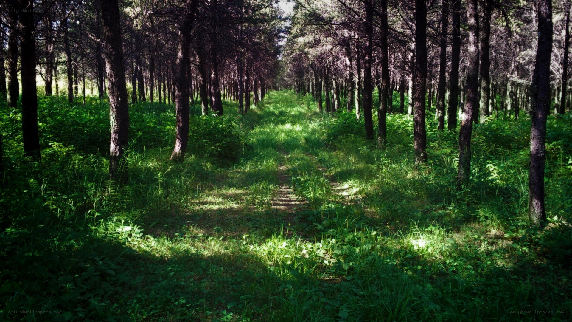 Sunlit forest path