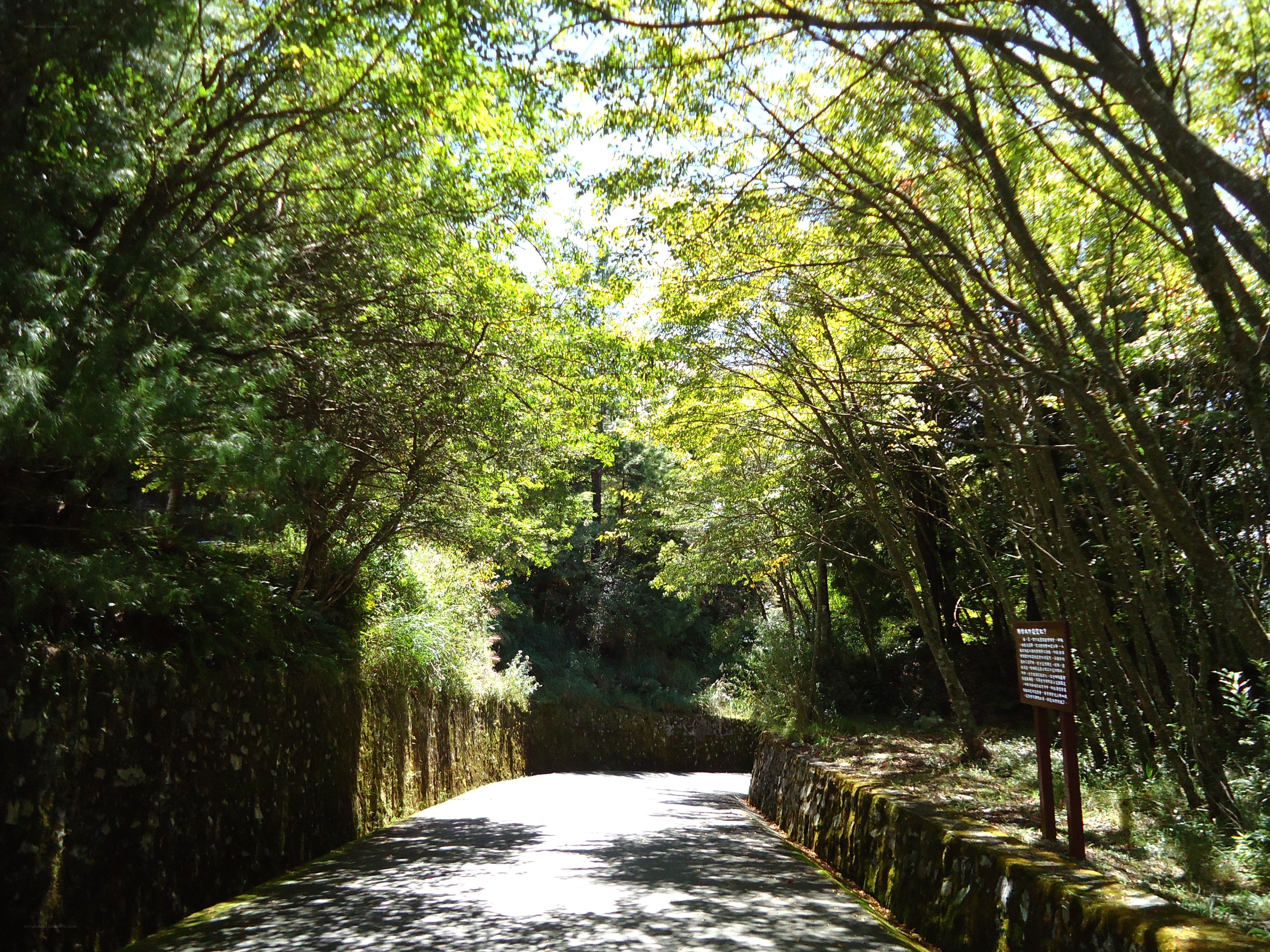 Sunlit forest path