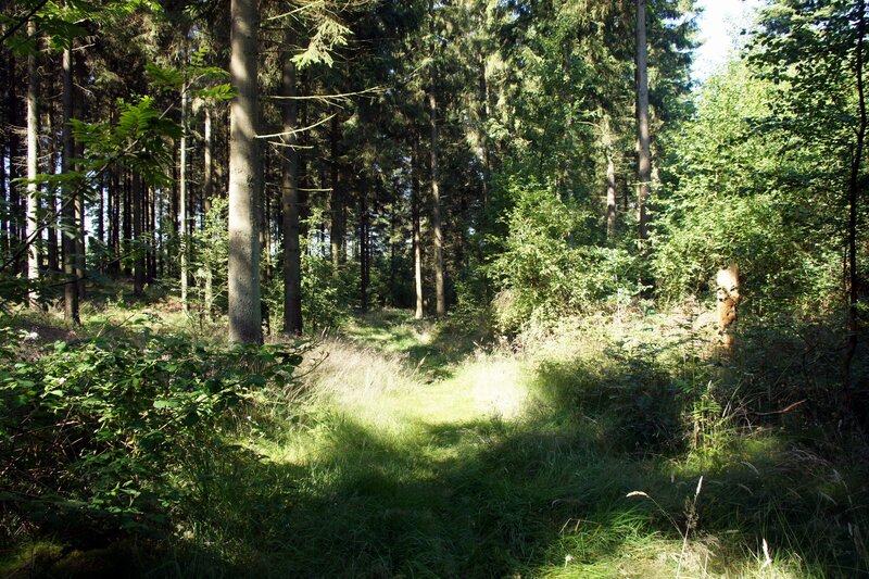 Sunlit forest path