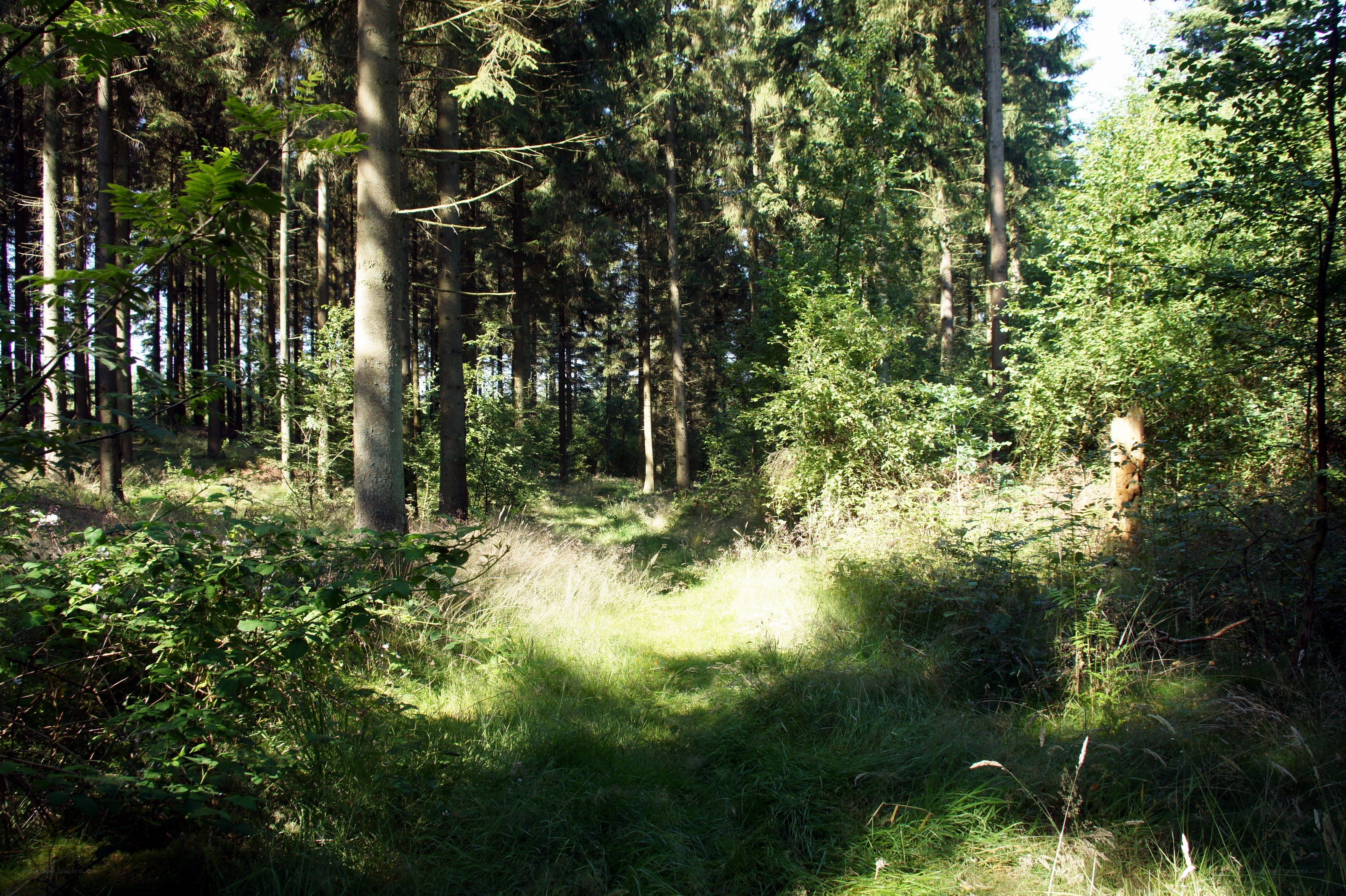 Sunlit forest path
