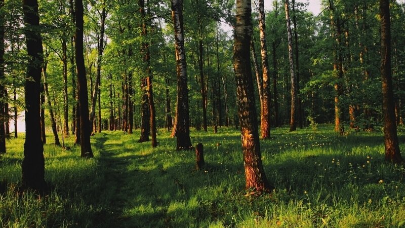 Sunlit forest path