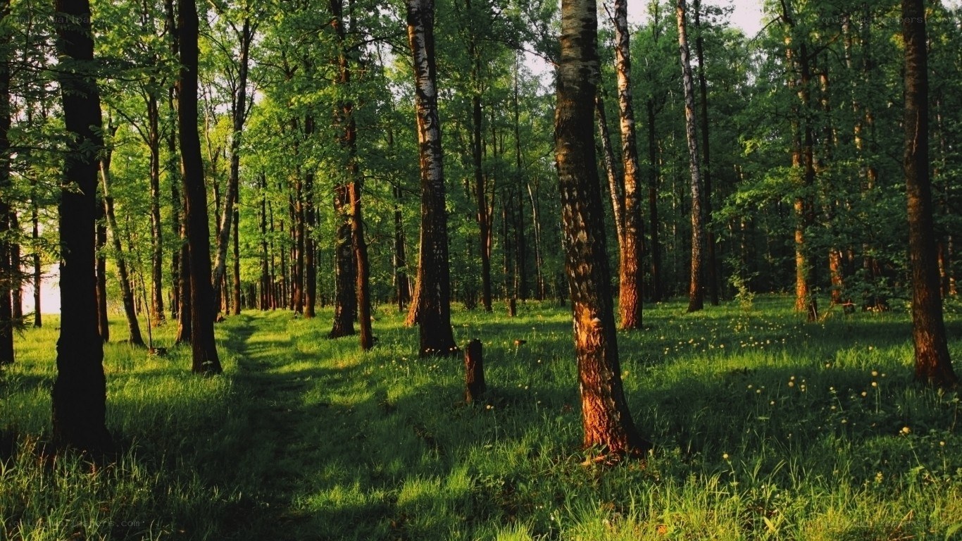 Sunlit forest path