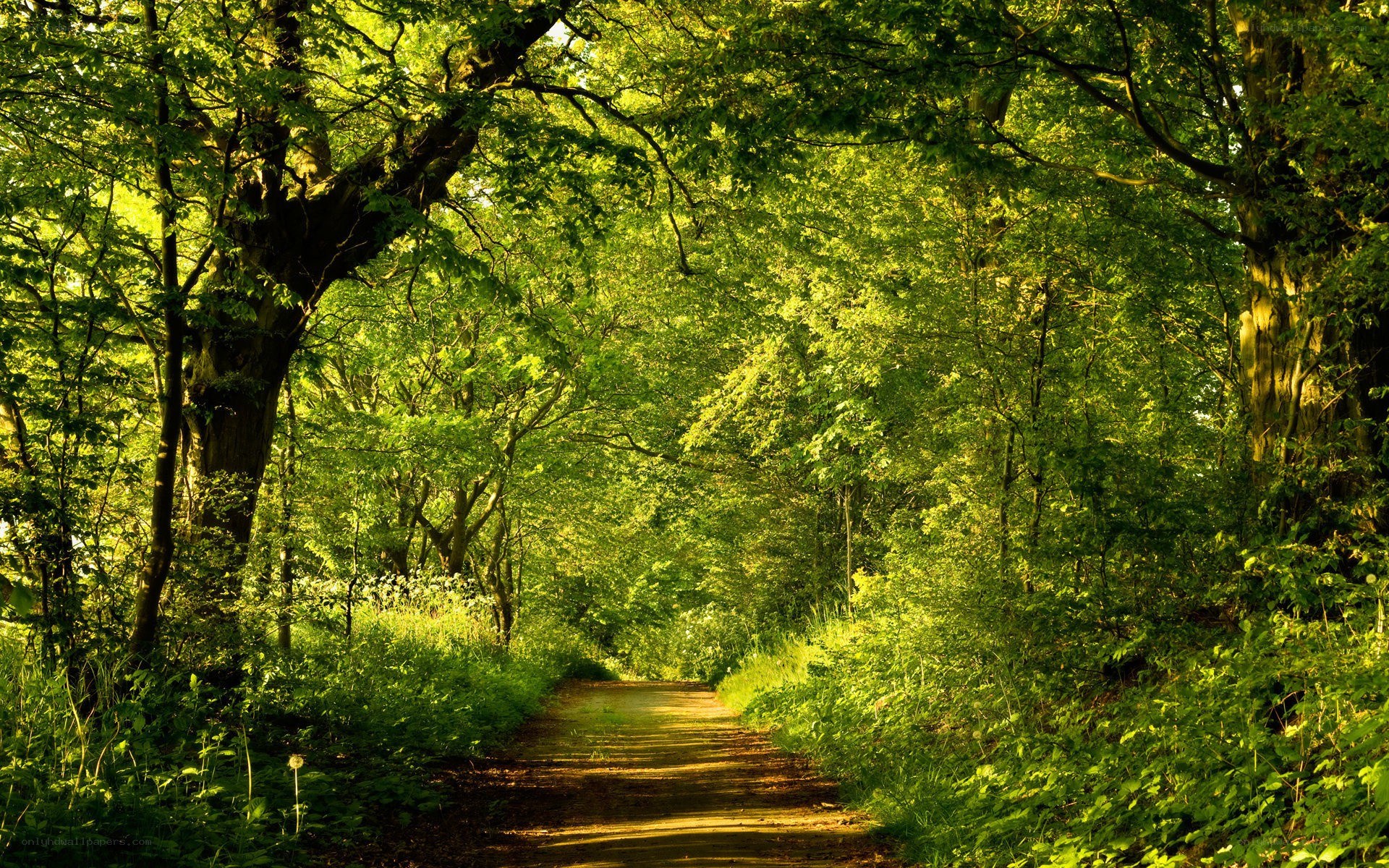 Sunlit forest path