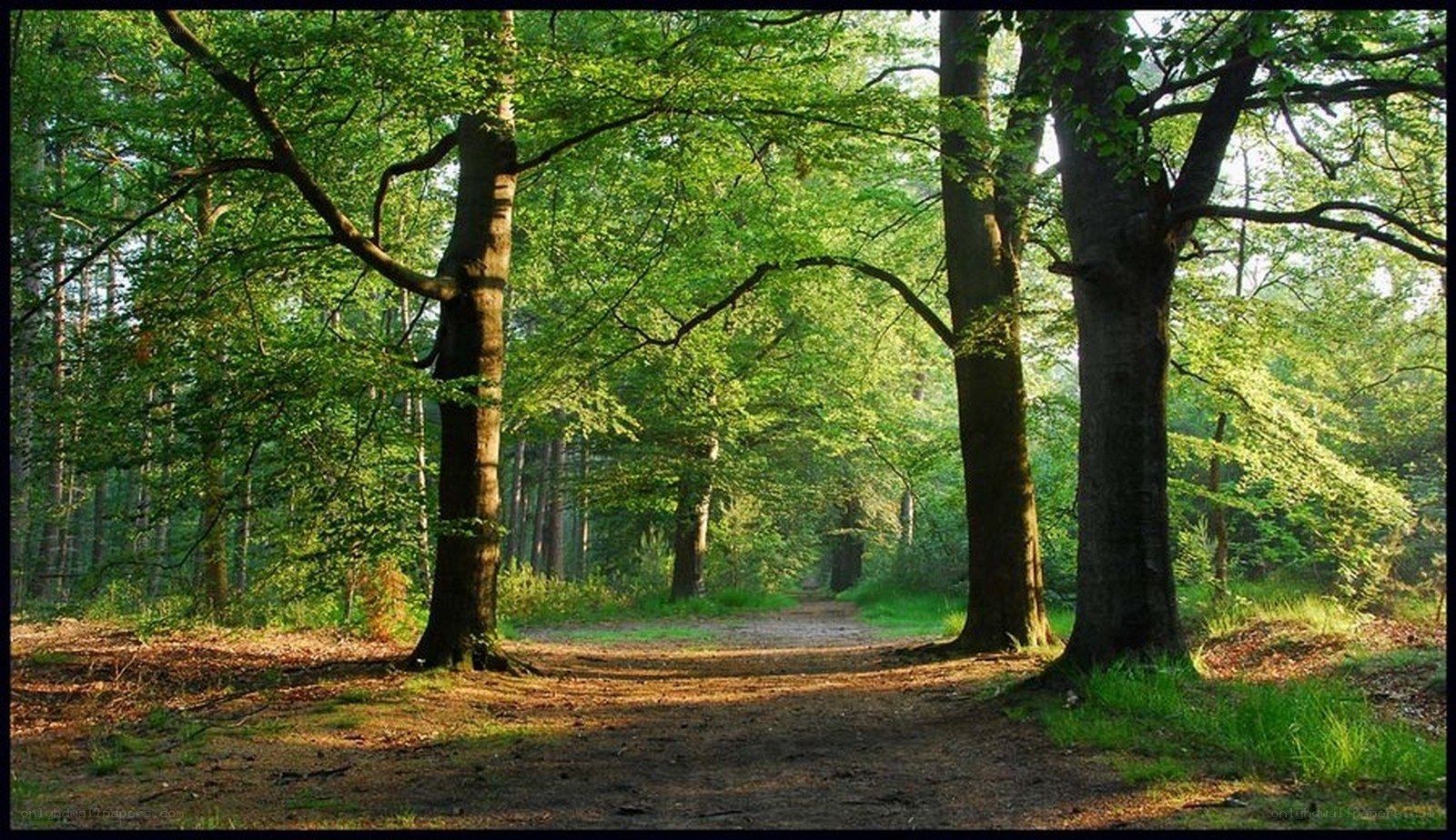 Sunlit forest path