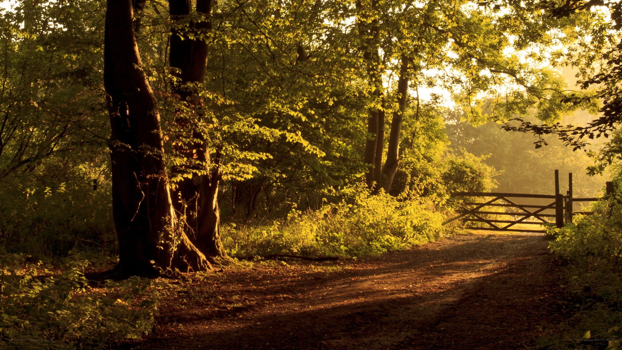 Sunlit forest path at dawn