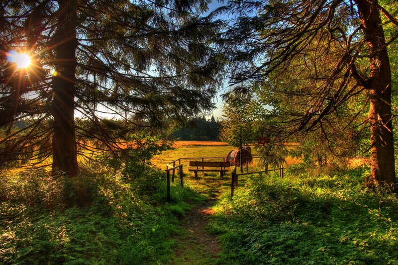 Sunlit forest path at dawn
