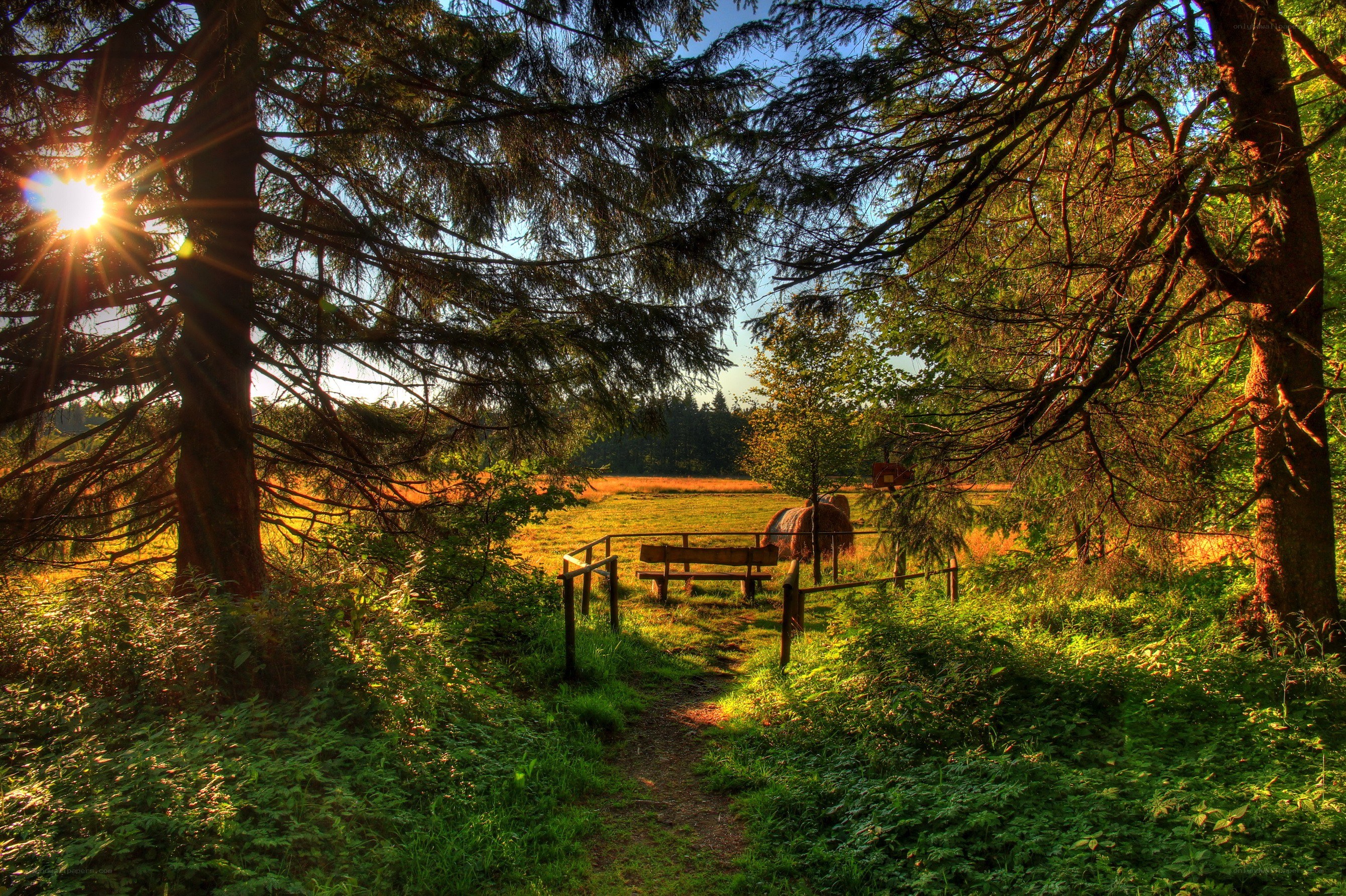 Sunlit forest path at dawn
