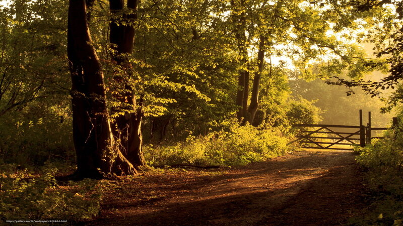 Sunlit forest path at dawn