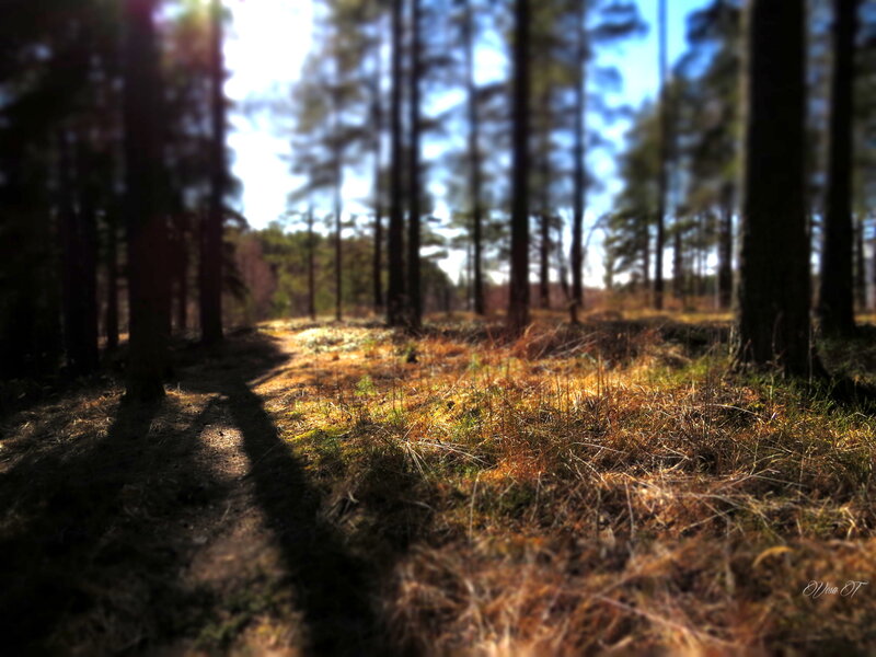 Sunlit Forest Path — Brown, Serene, Afternoon