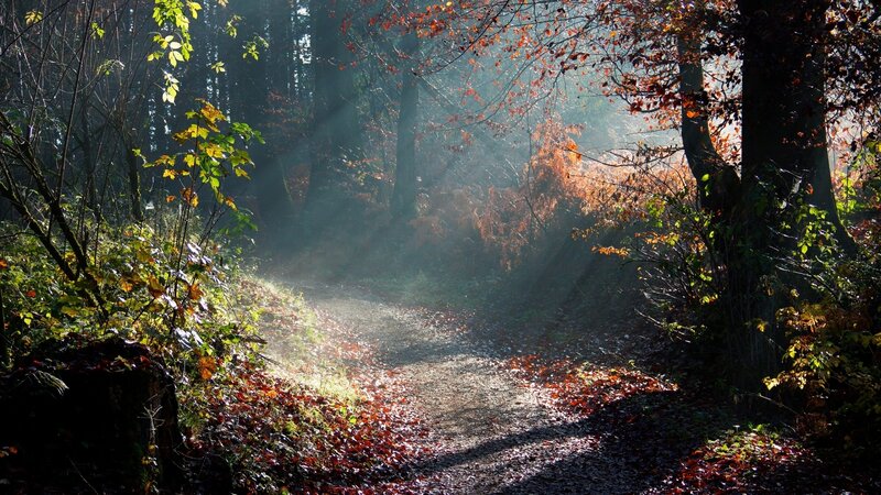 Sunlit Forest Path — Brown, Serene, Autumn, Photograph