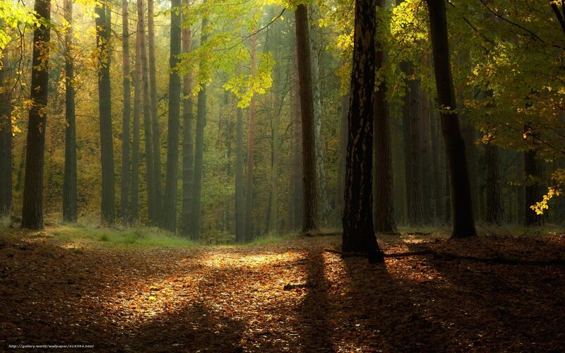 Sunlit Forest Path — Brown, Serene, Autumn, Photograph, Trees, Fallen Leaves