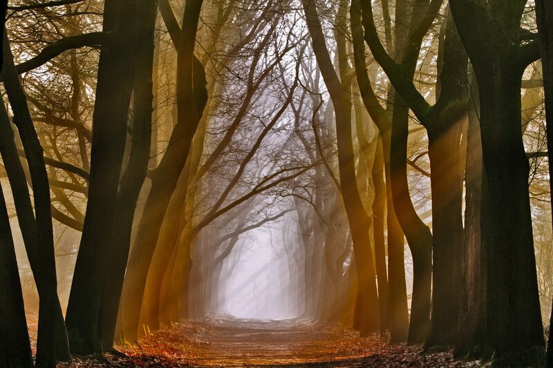 Sunlit Forest Path — Brown, Serene, Autumn, Photograph, Trees, Fog, Light Rays