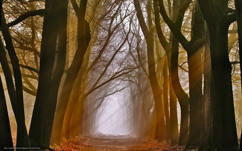 Sunlit Forest Path — Brown, Serene, Autumn, Photograph, Trees, Fog