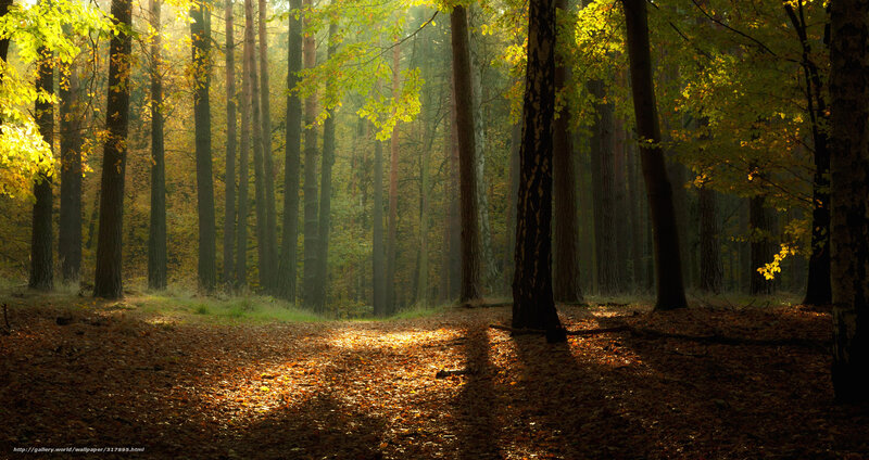Sunlit Forest Path — Brown, Serene, Autumn, Photograph, Trees, Leaves, Sunlight